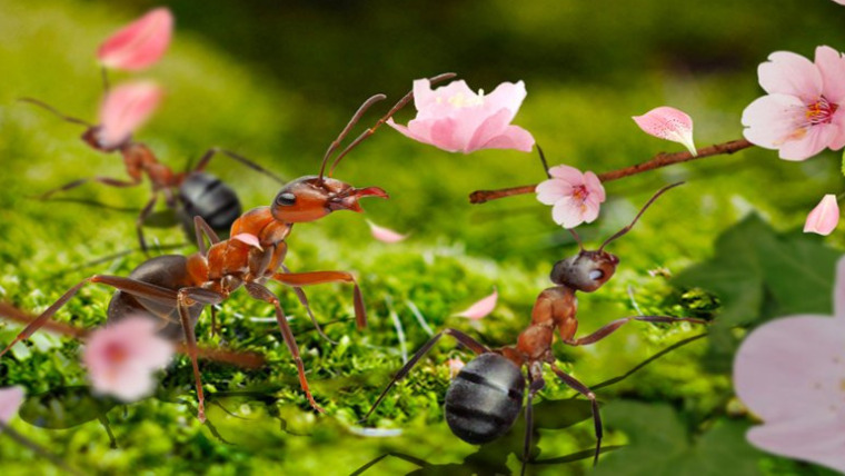 最強のアリの巣を作れ！【ザ・アンツ】ってどんなゲーム？面白いの？正直レビュー ペン太のアプリサーチ！！！